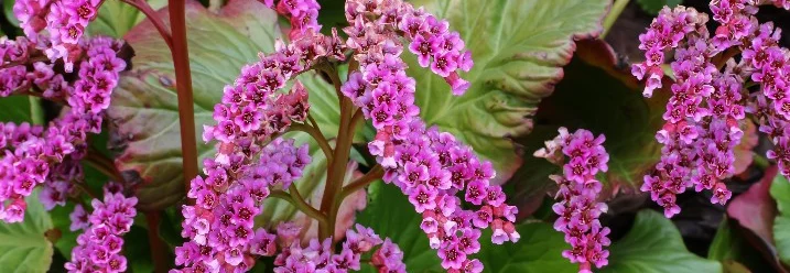 Rosa Blüten der Bergenie